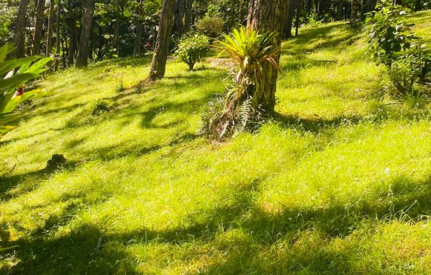 Tour to Isabel de Torres Mountain