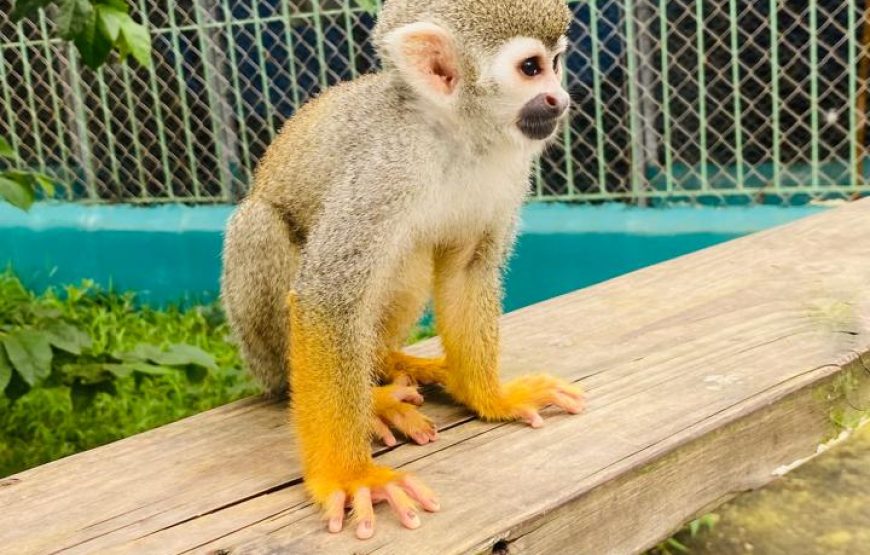 Jungle Monkeys