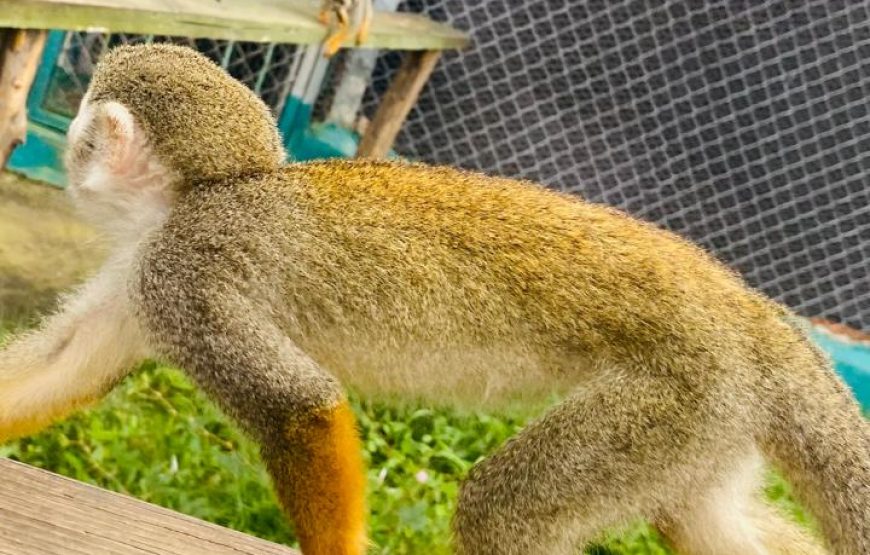 Jungle Monkeys