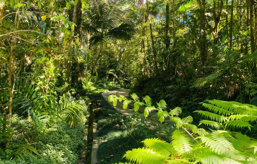 Tour to Isabel de Torres Mountain